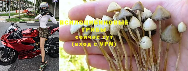 Галлюциногенные грибы Psilocybine cubensis  где найти наркотики  Александровск 